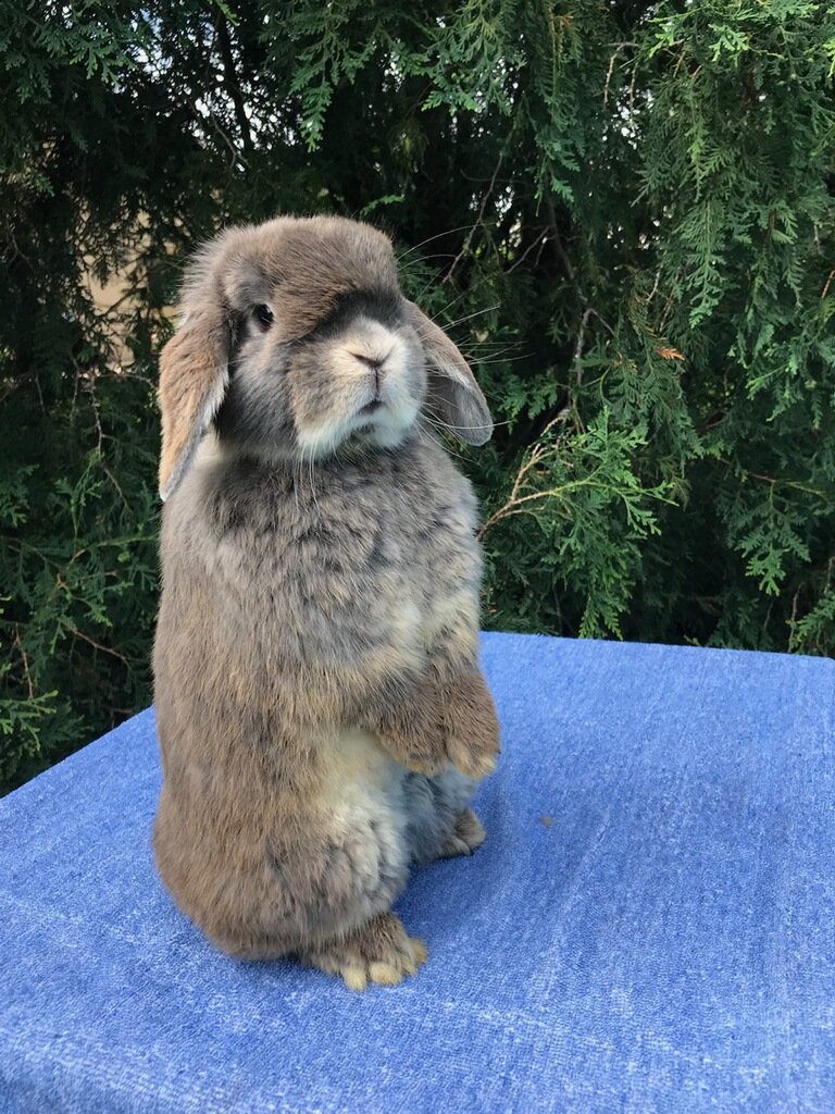 adorable holland lop standing up