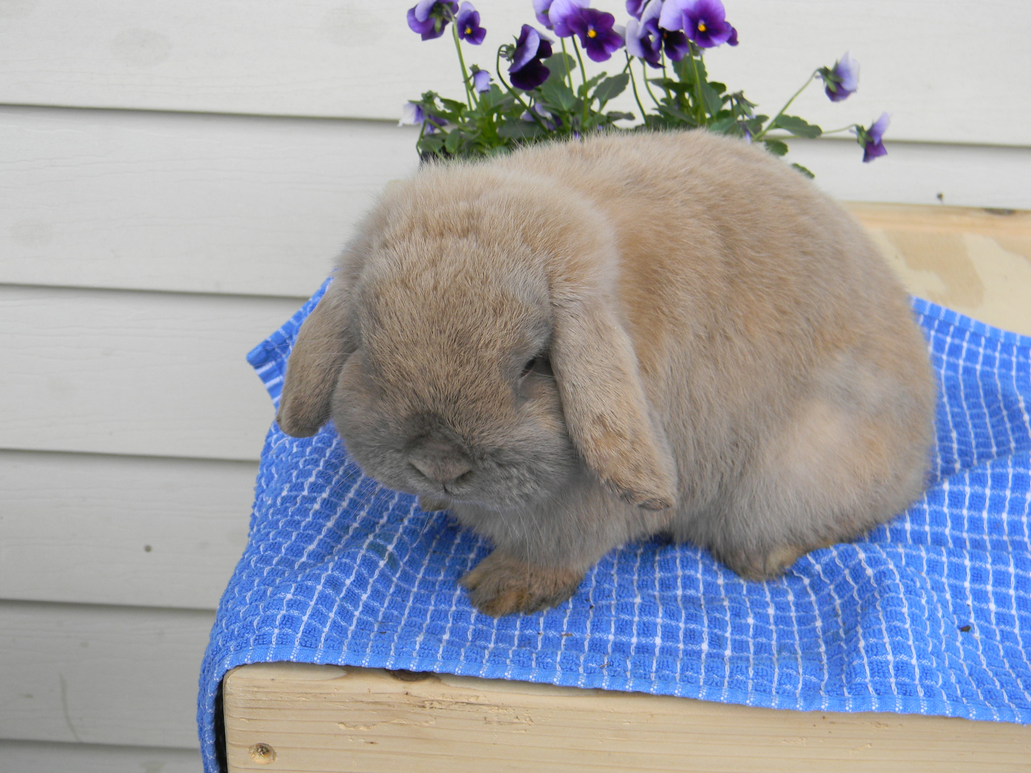 sweet blue tortoise holland lop