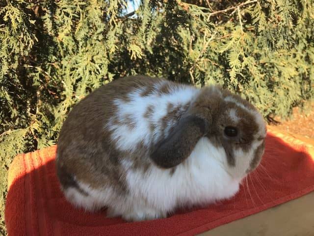 holland lop doe