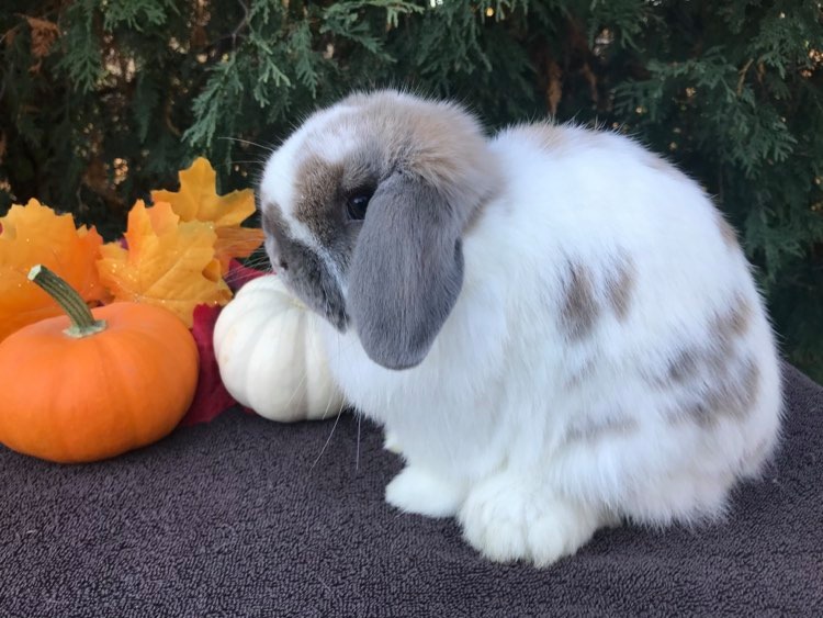 pet male holland lop rabbit