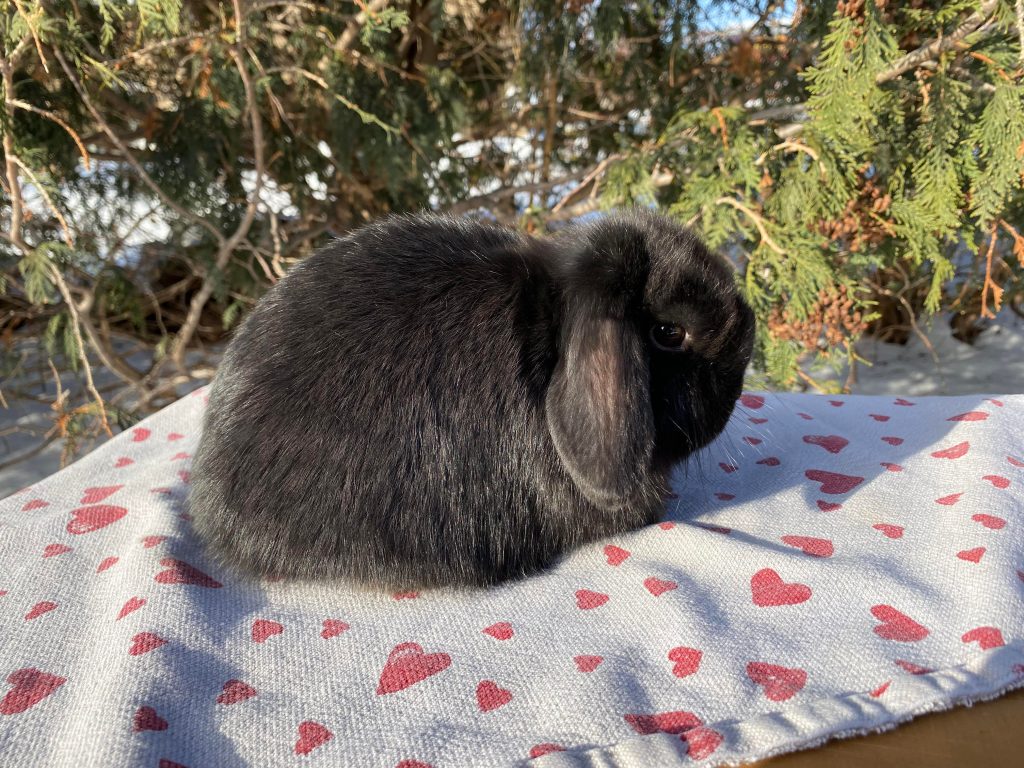 Shetan - black holland lop sire