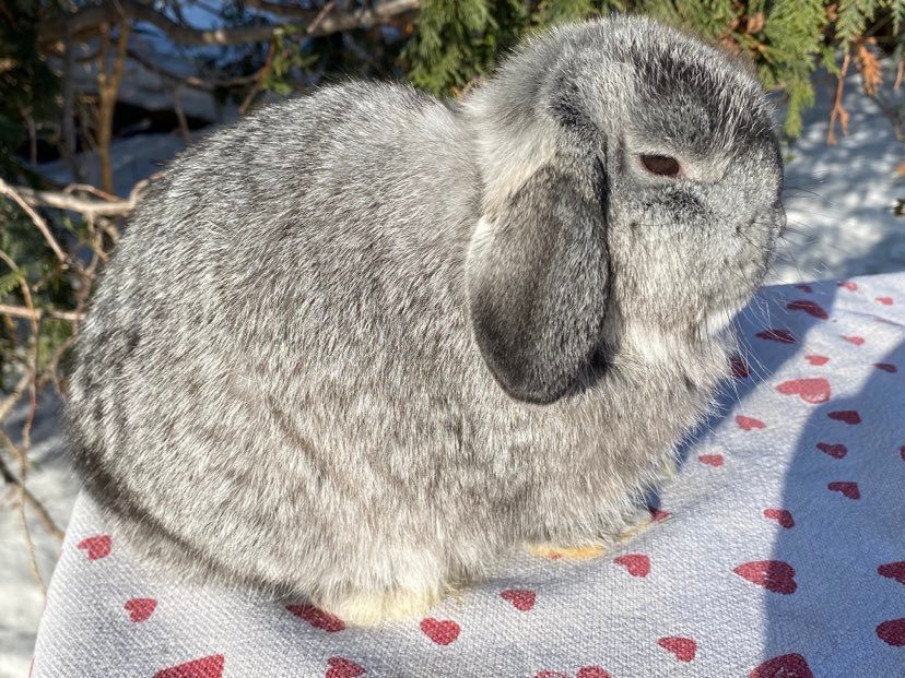 chinchilla holland lop doe