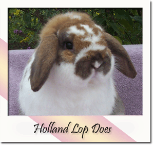 Holland Lop Does