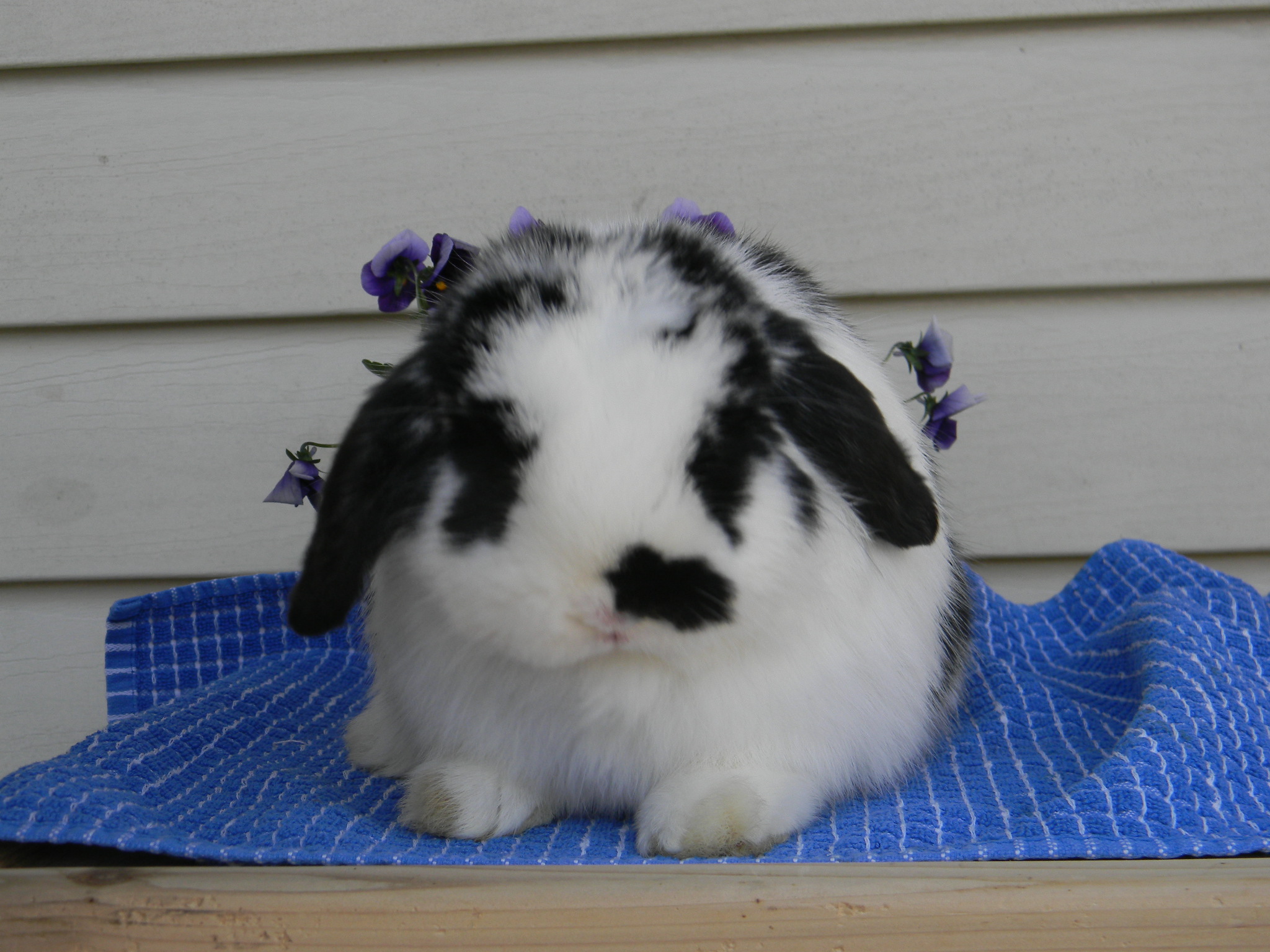 cute broken black holland lop minnesota